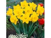 King Alfred Daffodil Bulbs x 10